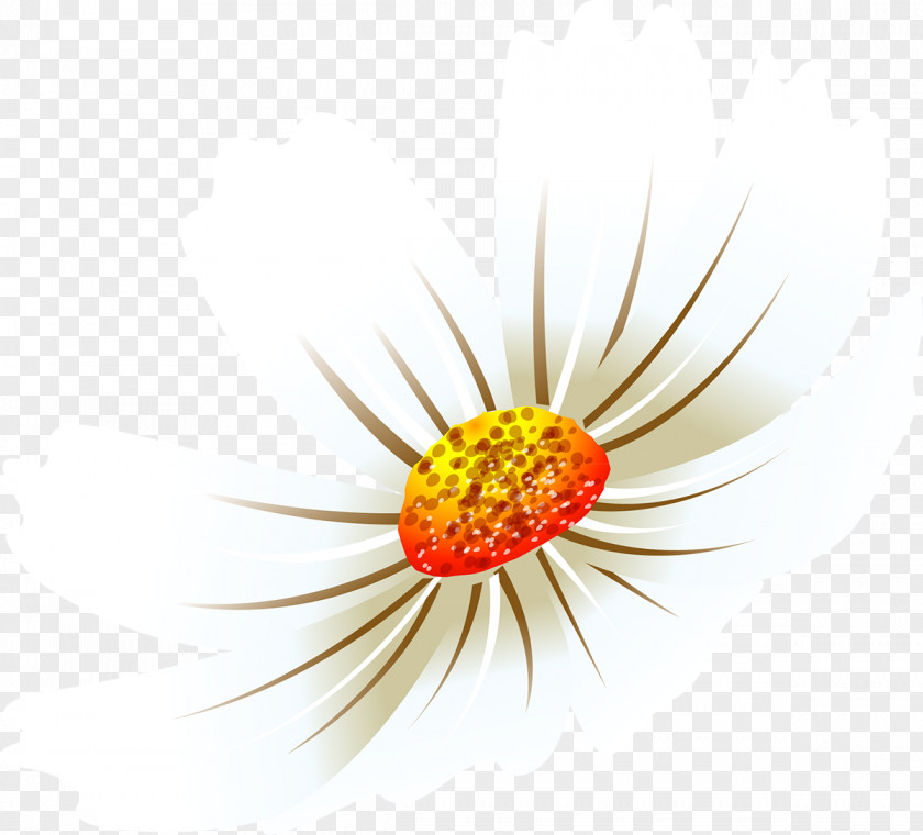 Cosmos Flower Daisy Family Petal Desktop Wallpaper Common PNG