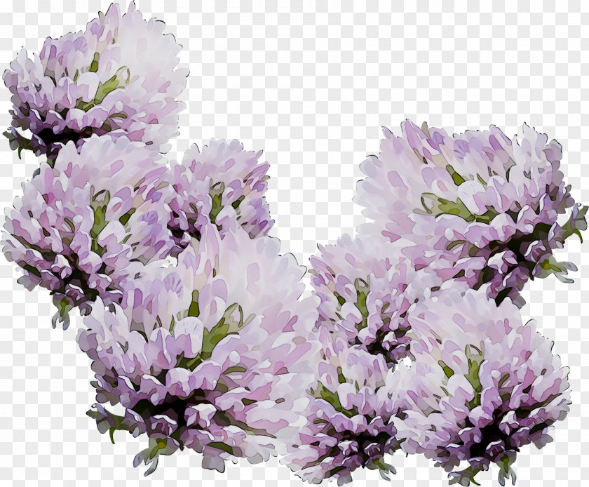 English Lavender Subshrub PNG