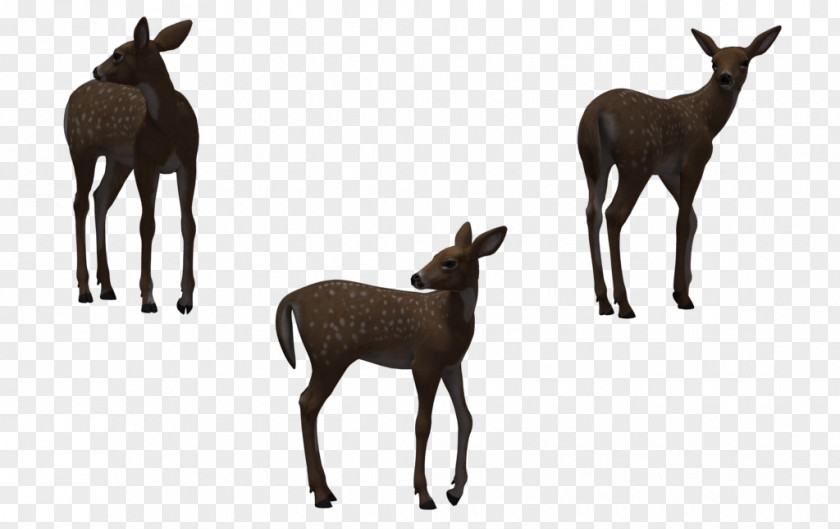 Fawn Deer Horse PNG
