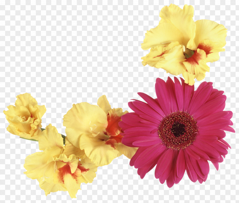 Flowers Flower Floristry Yellow Photography PNG