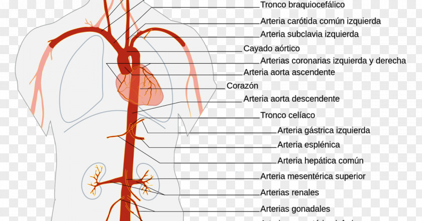 Heart The Aorta Artery Anatomy Abdominal PNG