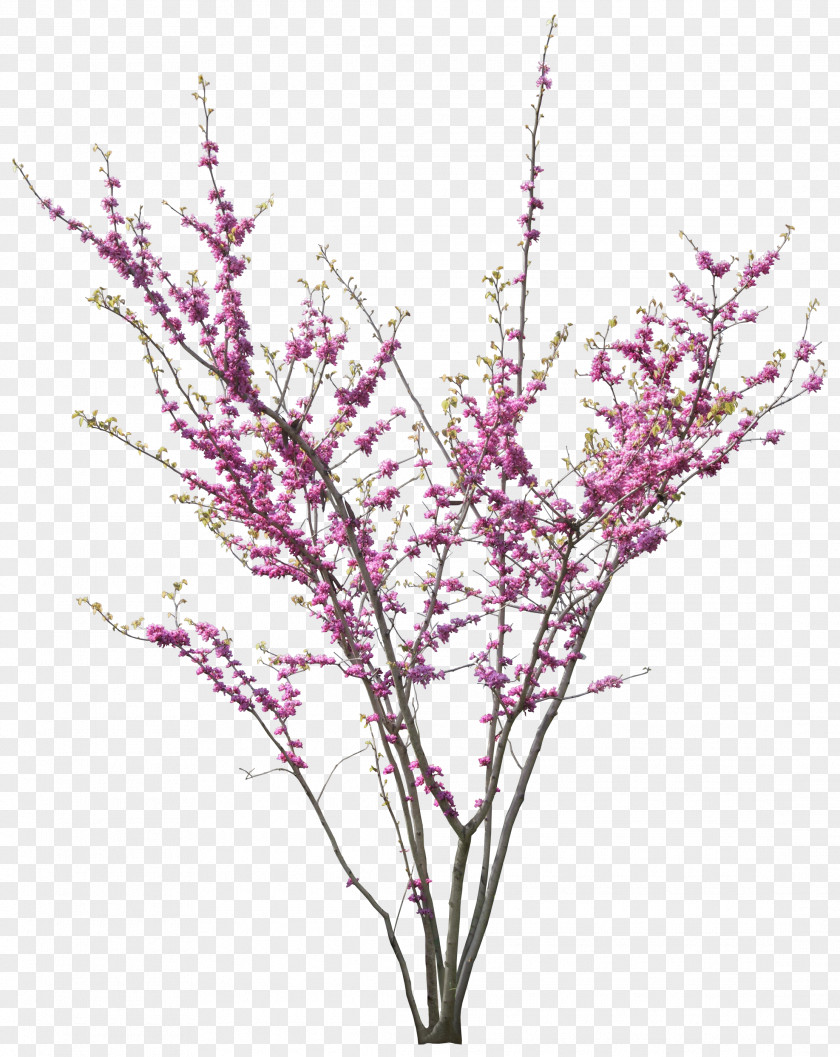 Peach Blossom Material Cercis Siliquastrum Tree PNG