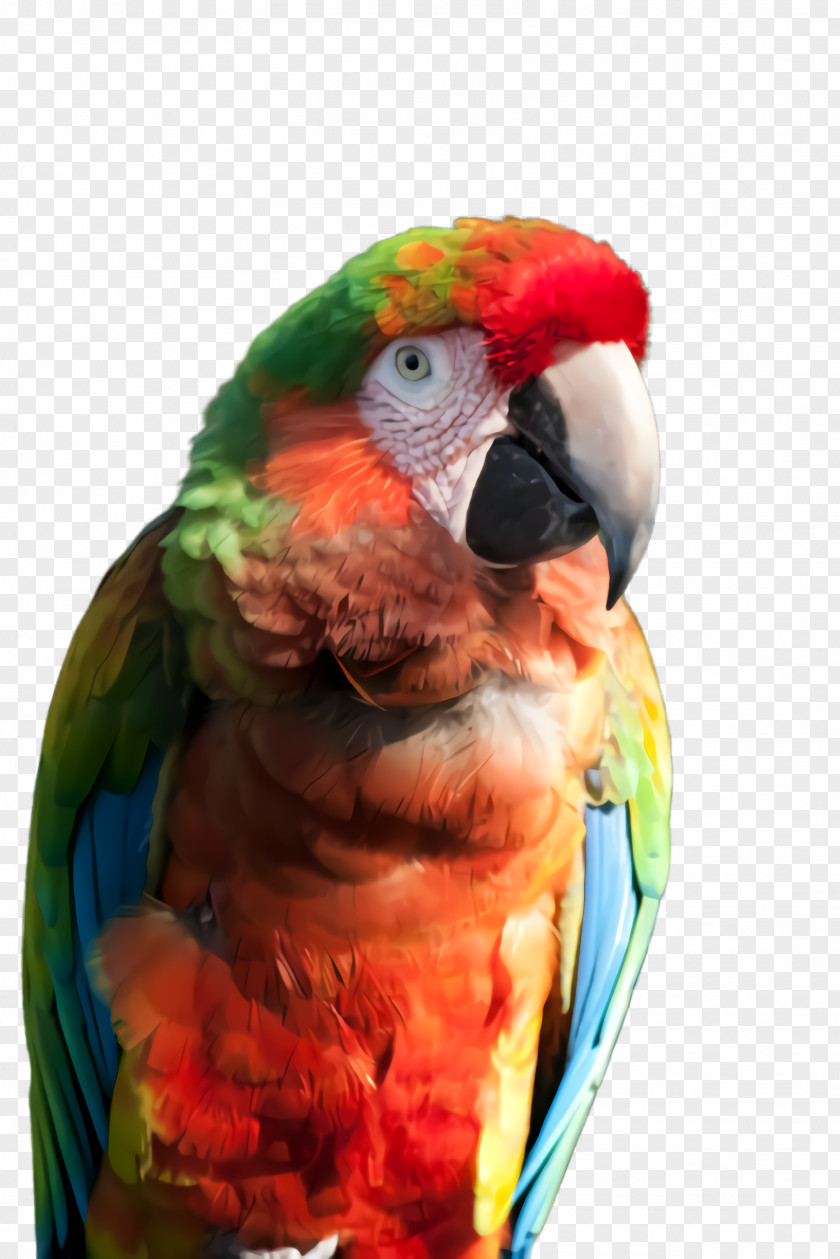 Perico Wing Lovebird PNG