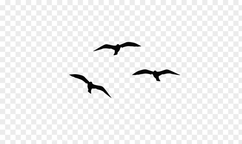 Taube Beak Bird Migration Water Human Fauna PNG