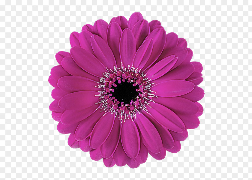 African Daisy Plant Barberton Gerbera Flower Violet Petal PNG