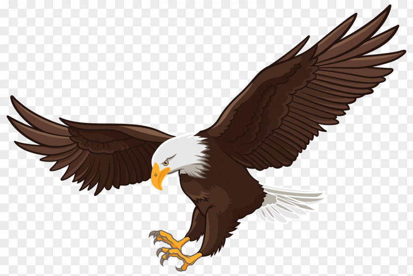 Eagle Bald White-tailed Clip Art PNG