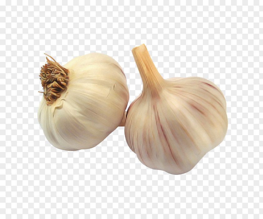 Garlic Elephant Vegetable Food Plant PNG