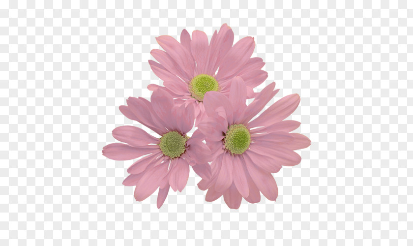 Gerbera Common Daisy Transvaal Flower Chrysanthemum Clip Art PNG