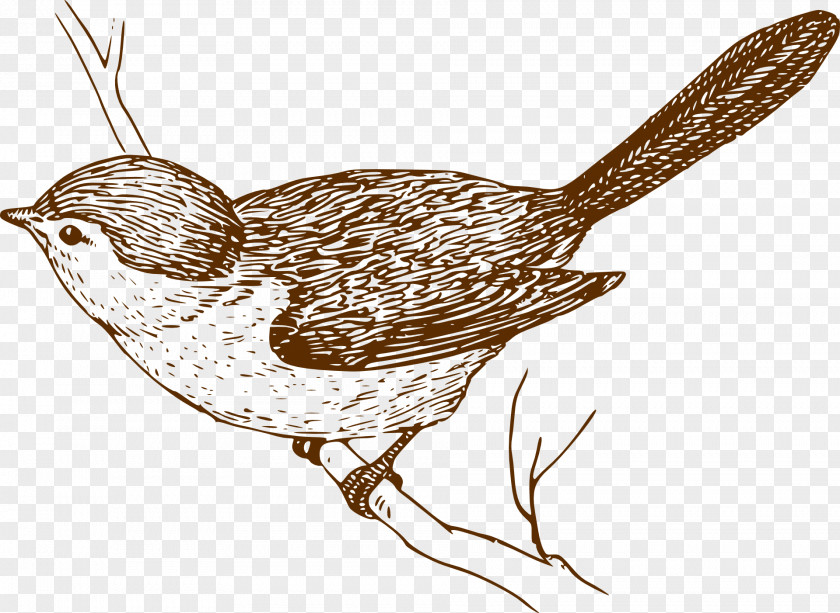 Sparrow Bird Drawing Clip Art PNG