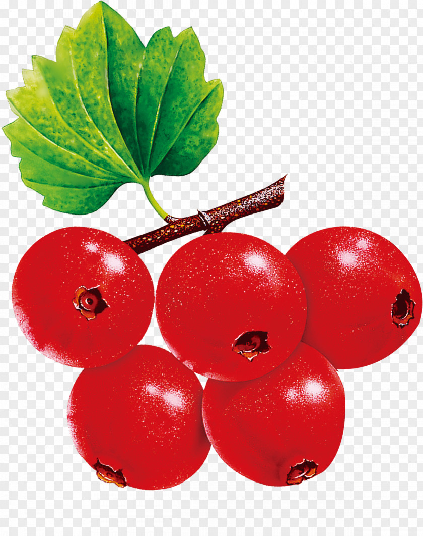Cherry Currant Fruit PNG