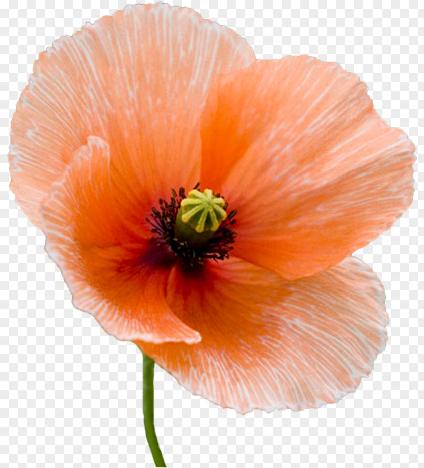 Common Poppy Desktop Wallpaper Flower PNG