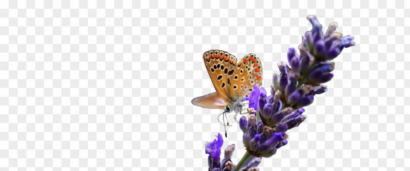 Insect English Lavender French PNG