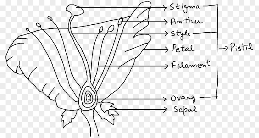 Internal Part Of Female Reproductive System Organism Reproduction Diagram Biology Plant Stem PNG