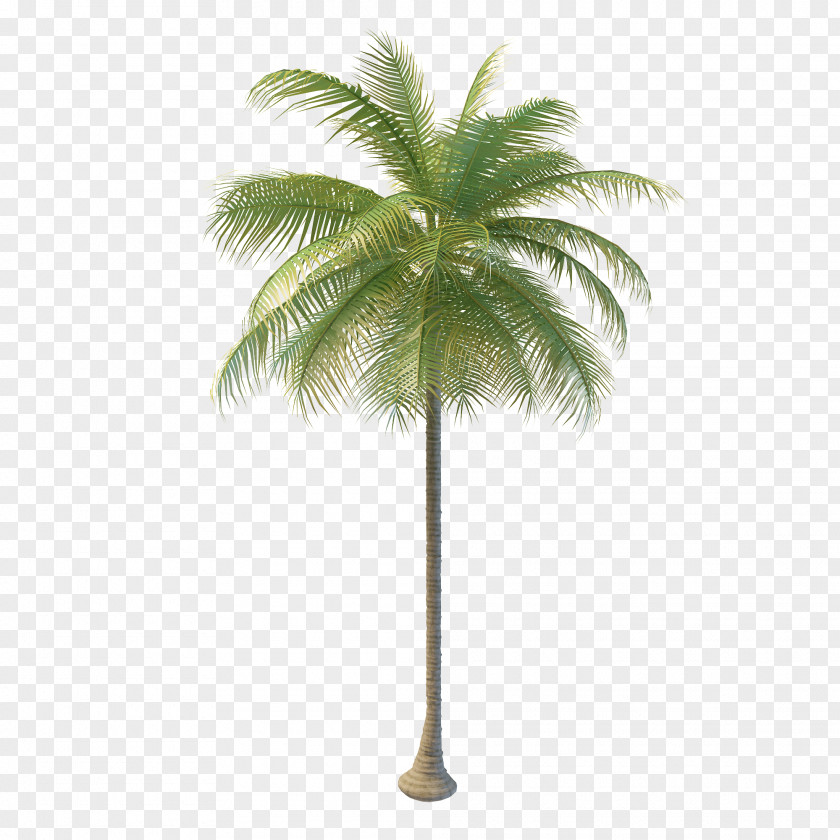 Coconut Tree Arecaceae Water Nata De Coco PNG