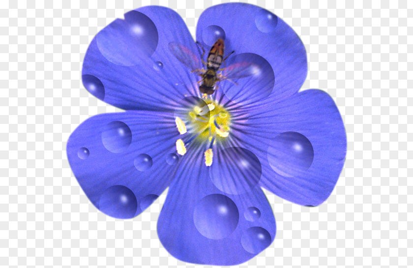 Flower Drawing Petal Blue Flax Tea Room PNG