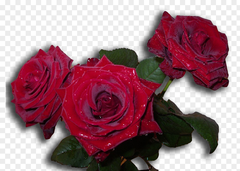 Garden Roses Cabbage Rose Cut Flowers Floribunda 0 PNG