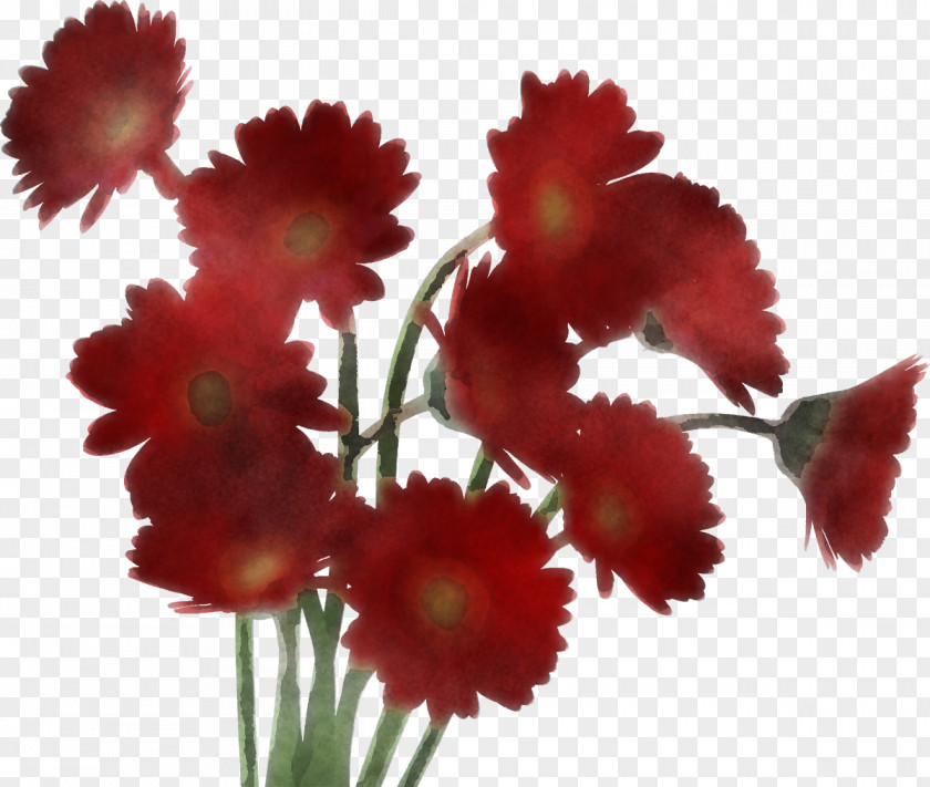 Gerbera Daisy Marguerite PNG