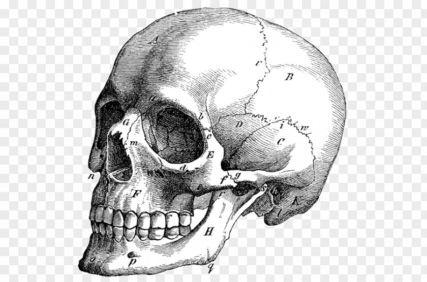Skull Vector Graphics Illustration Drawing Anatomy PNG