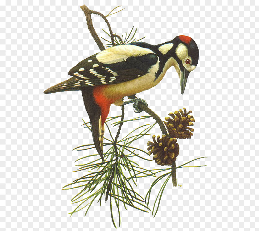 Bird Beak Piciformes Clip Art PNG