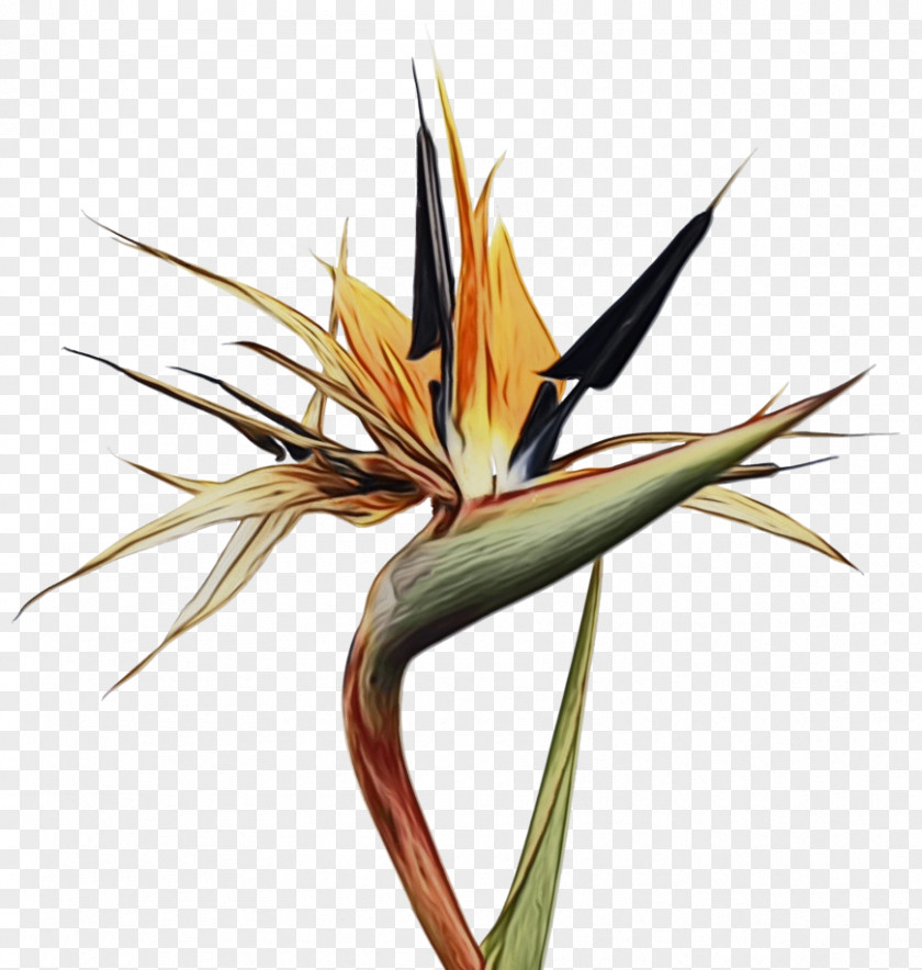 Heliconia Plant Bird Of Paradise PNG