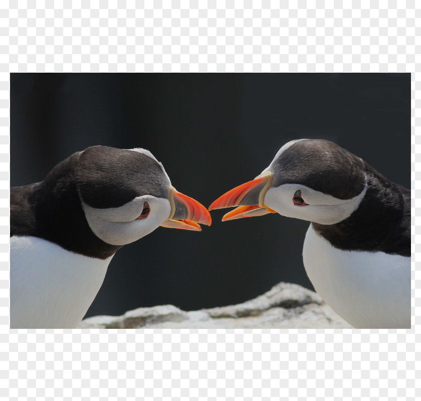 Hulary Poster Puffin Penguin Beak Neck Animal PNG