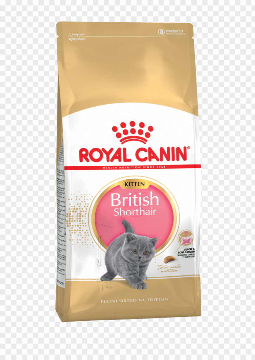 Kitten Persian Cat Food British Shorthair Ragdoll PNG