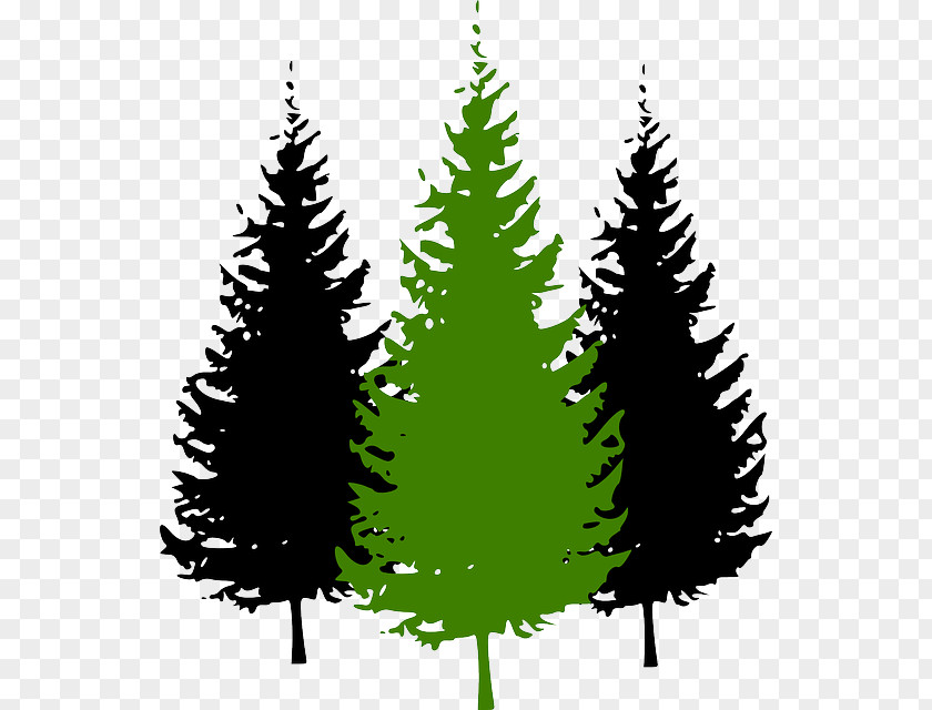 Tree Pine Vector Graphics Clip Art Fir PNG