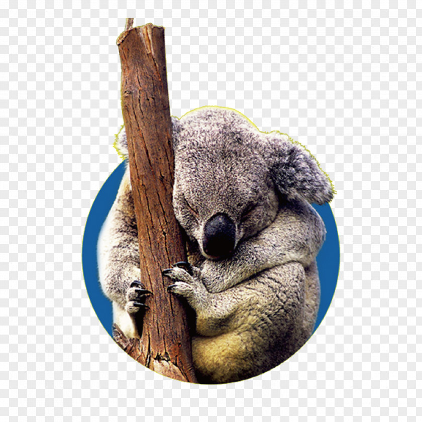 Wild Koalas Koala User Interface Design PNG