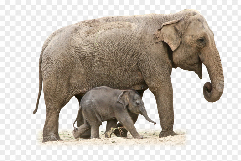 Africa African Bush Elephant Asian Forest Clip Art PNG