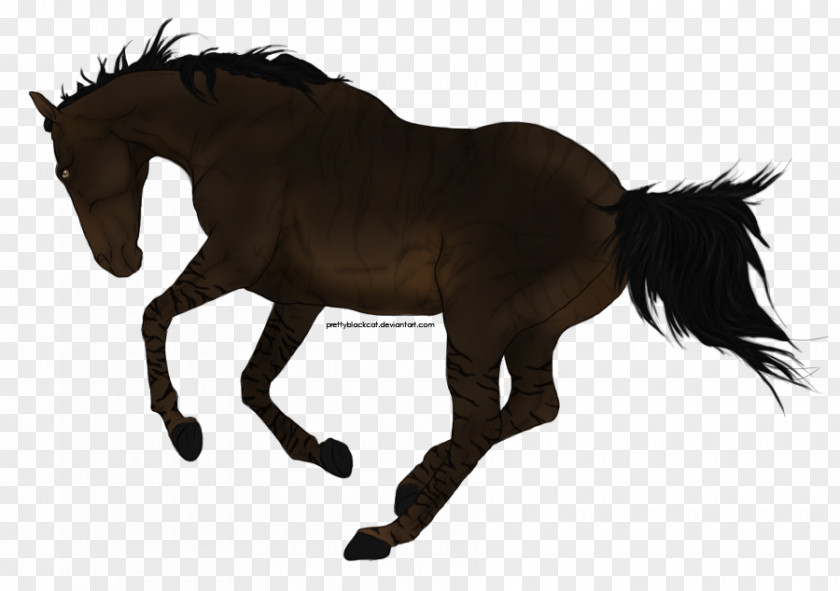 Alone Illustration Mare Foal Mustang Stallion Rein PNG