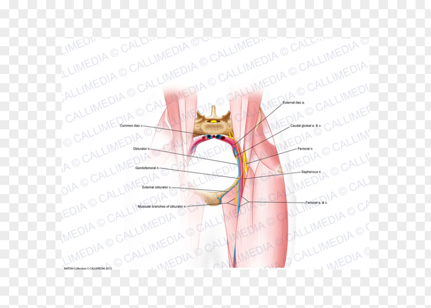 Cranial Nerve Thumb Hip Mouth Jaw PNG