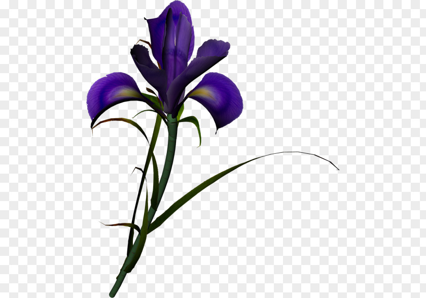 Iris Flower Irises Family Clip Art PNG