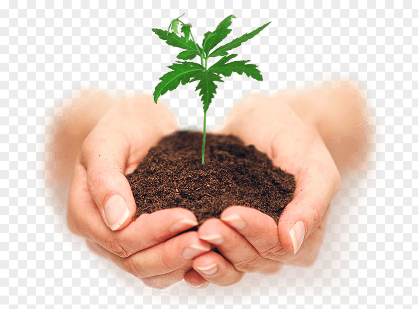 Plant Stock Photography Soil Seedling PNG