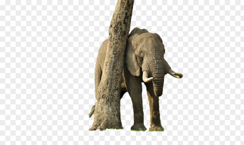 Desktop Wallpaper Elephantidae African Elephant PNG