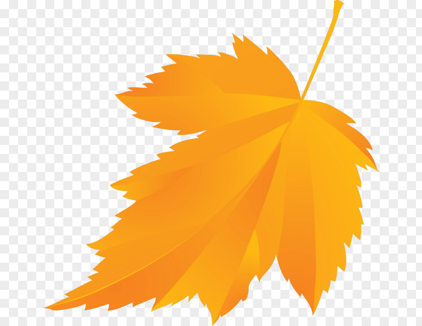 Floating Plant Maple Leaf Vector Graphics Image PNG