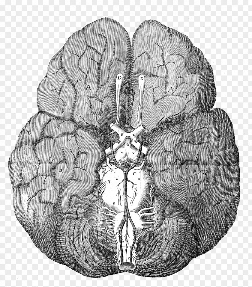 Anatomy The Of Brain Circle Willis Human PNG