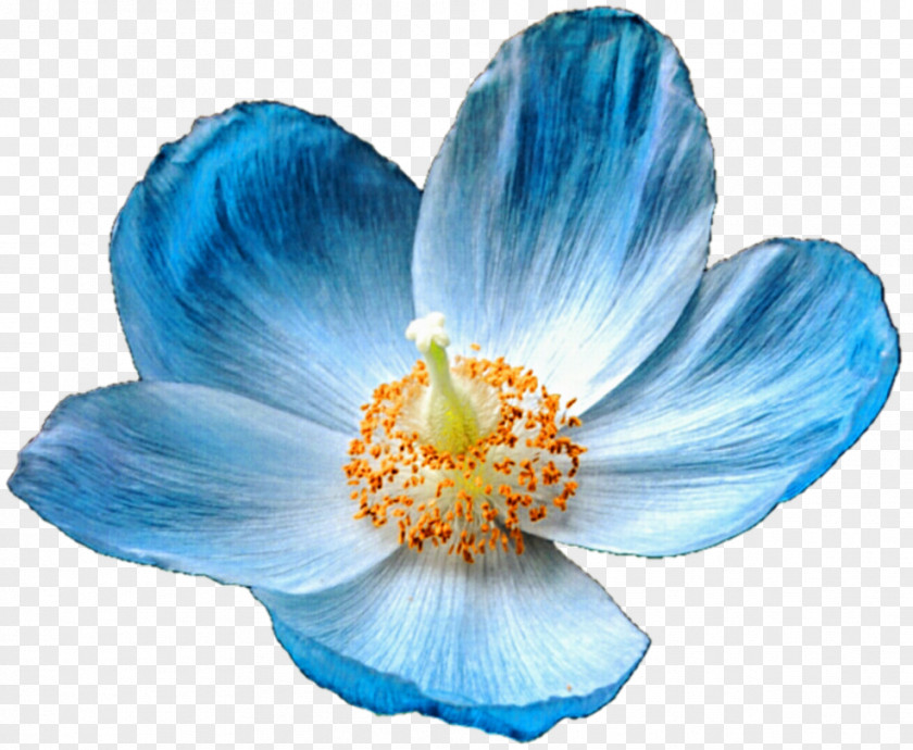 Blue Flower Himalayas Meconopsis Betonicifolia Papaver Nudicaule Poppy PNG