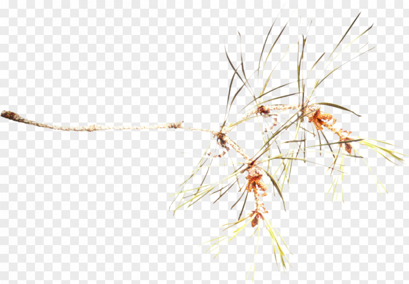 Branch Plant Twig Background PNG