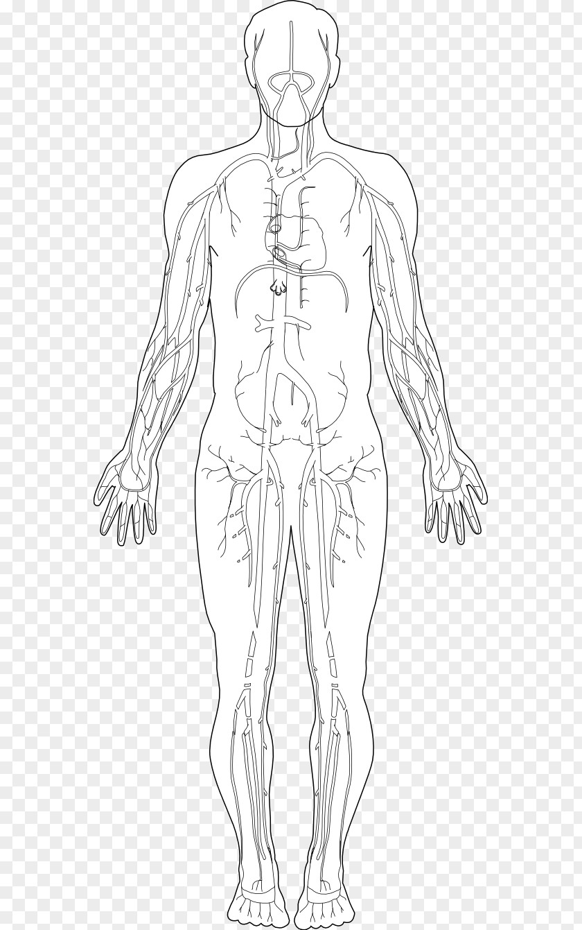 Free Anatomy Images Human Body Homo Sapiens Diagram Hand Clip Art PNG