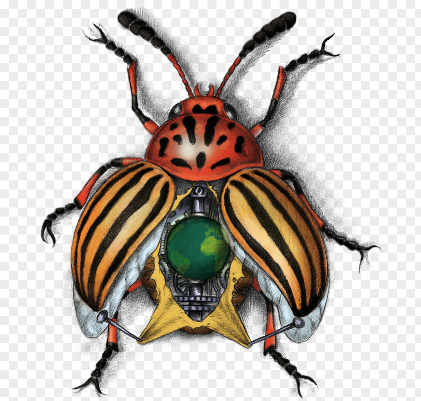 Insect Weevil Pollinator Scarab PNG