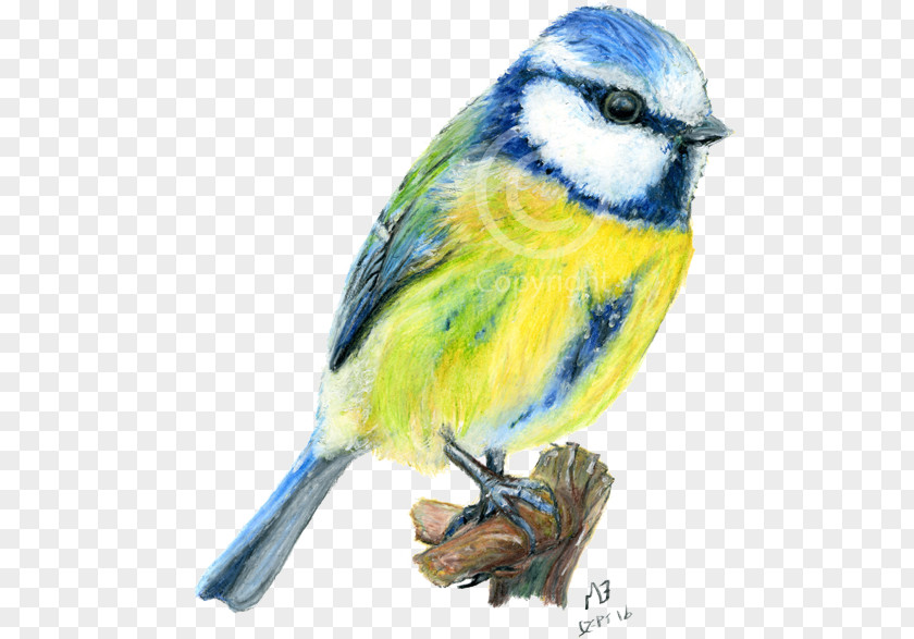 Bird Drawing Birds Tit Watercolor Painting PNG