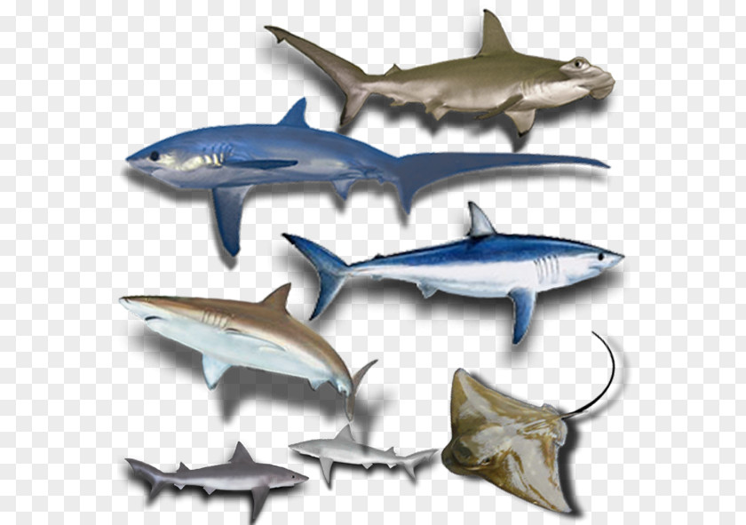 Sharks Squaliformes Fish Chondrichthyes Batoidea Gummy Shark PNG