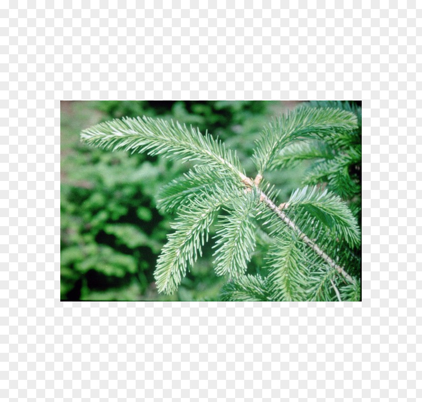 Tree Balsam Fir Fraser Noble Evergreen PNG