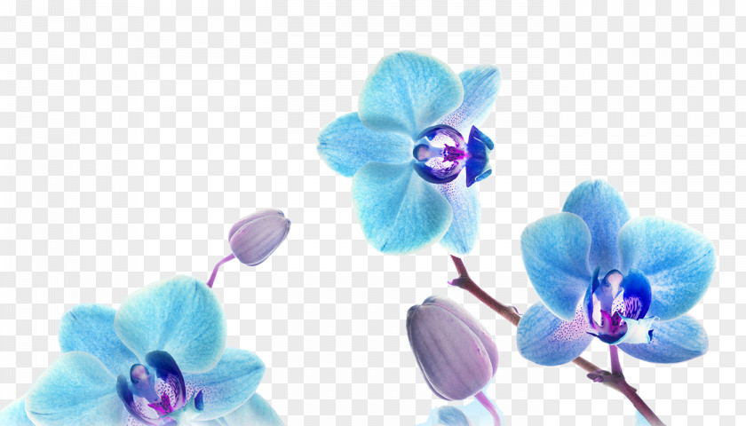 Blue Orchid Painting Art Desktop Wallpaper PNG