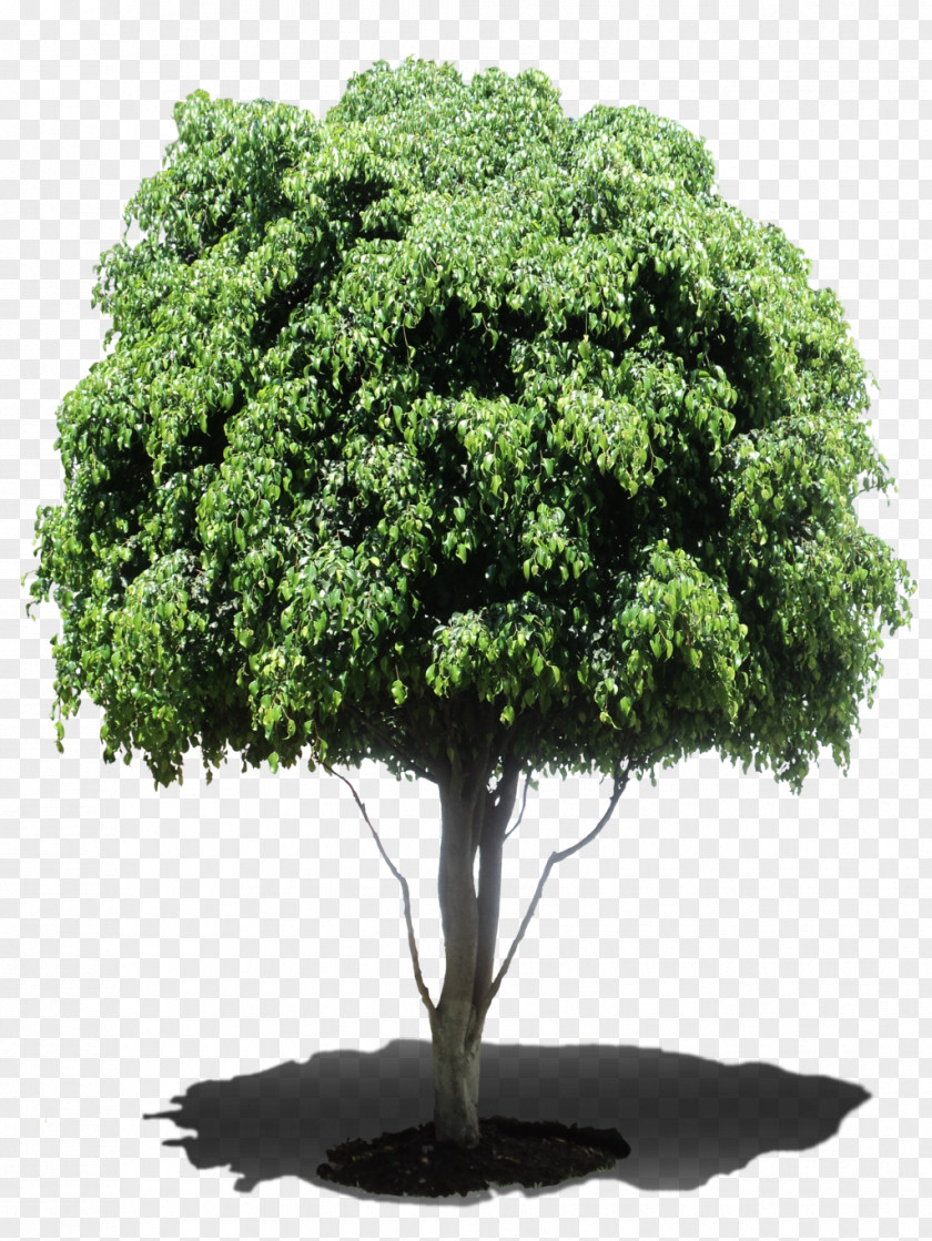 Creative Service Elements Tree Weeping Fig Ficus Microcarpa Retusa Plant PNG