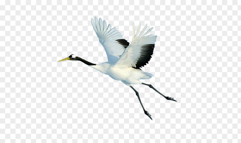 Flying White Crane Red-crowned Bird Flight PNG