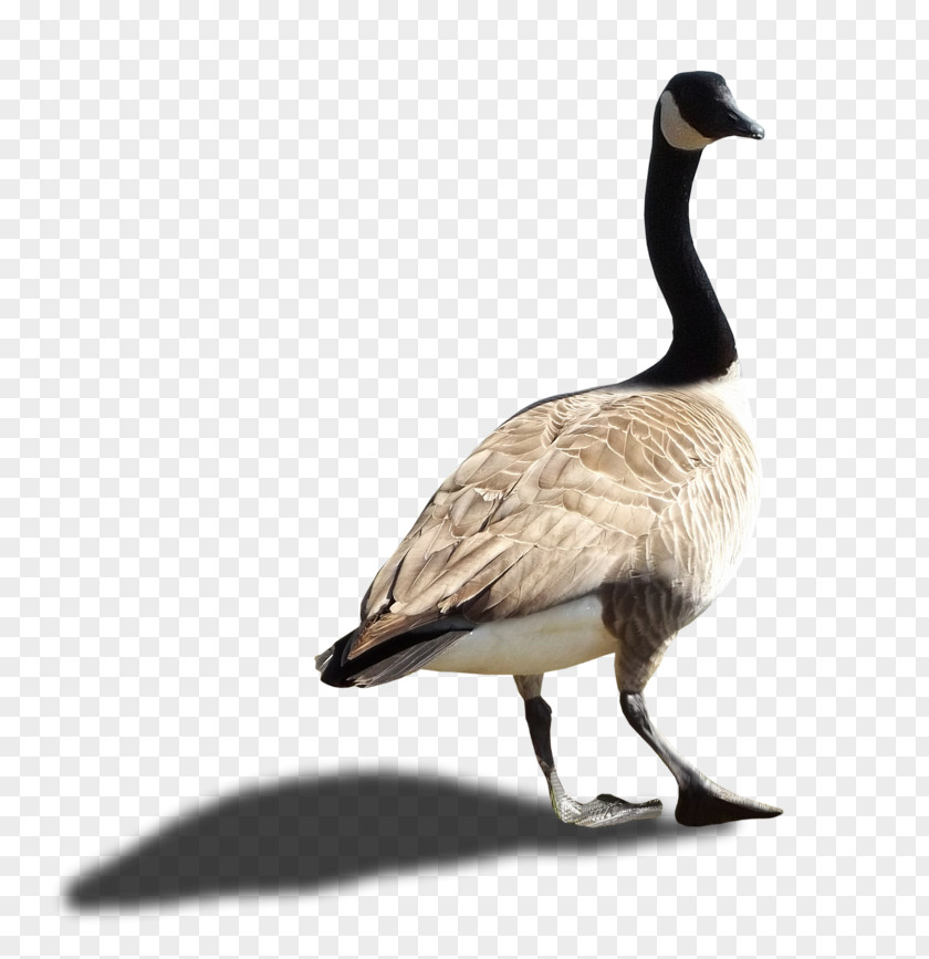 Goose Canada PNG