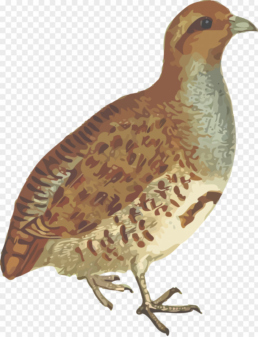 Quail Bird Partridge Clip Art PNG