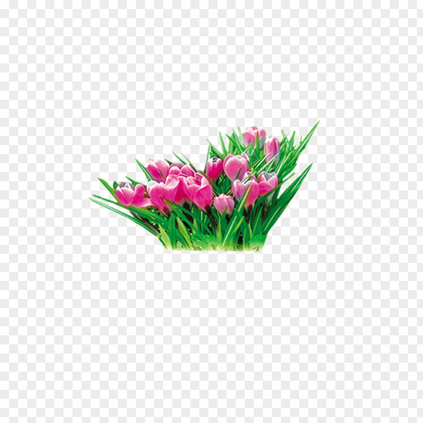 Tulip Flower Floral Design Daffodil Yellow PNG