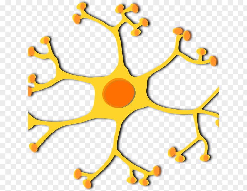 Nerve Motor Neuron Clip Art Vector Graphics Nervous System PNG